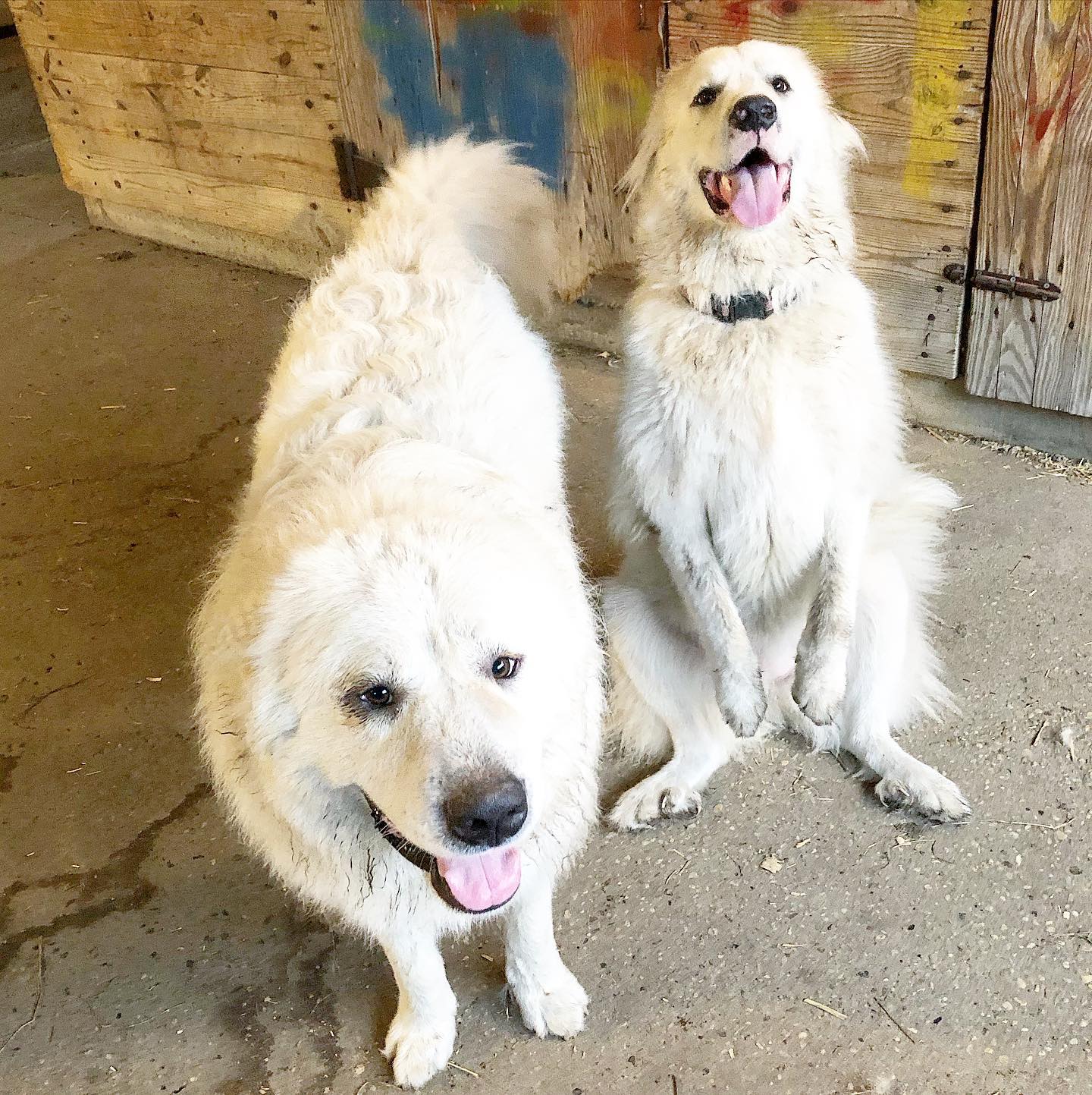 Bo and Zoe at Sugar Water Manor