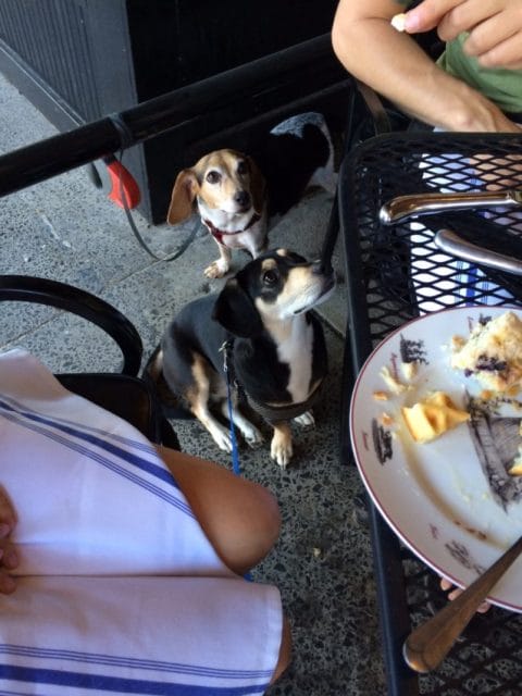 Beagles not bagels at the table next to us at le bouillon restaurant