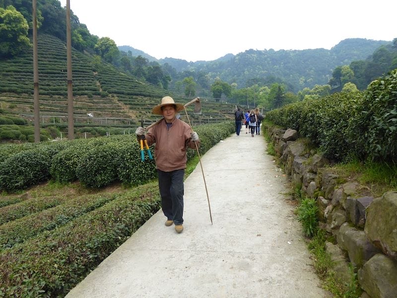 Longjing Tea Plantation, Hangzhou, China