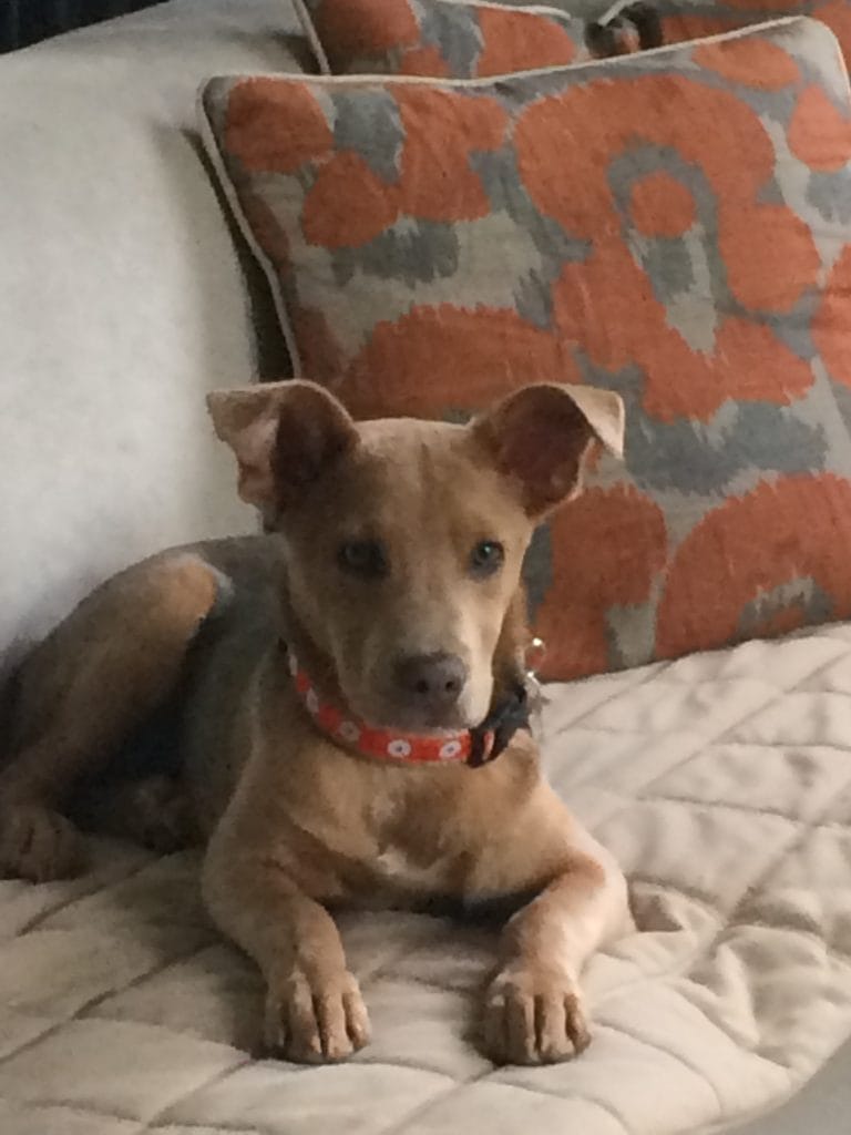 training a puppy is on my summer to do list