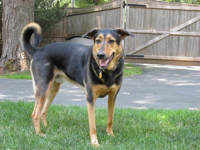 dogs of momsgoodeats