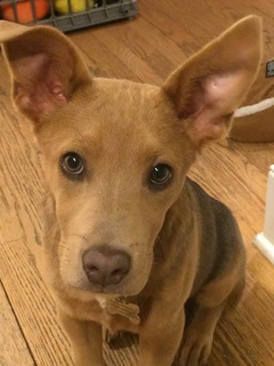 dogs of momsgoodeats