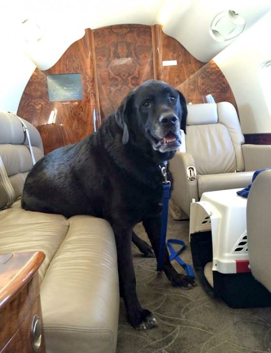 dogs fly with luxury travel taps