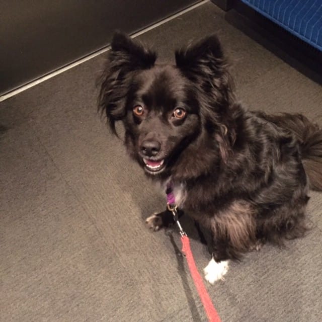 dogs of momsgoodeats