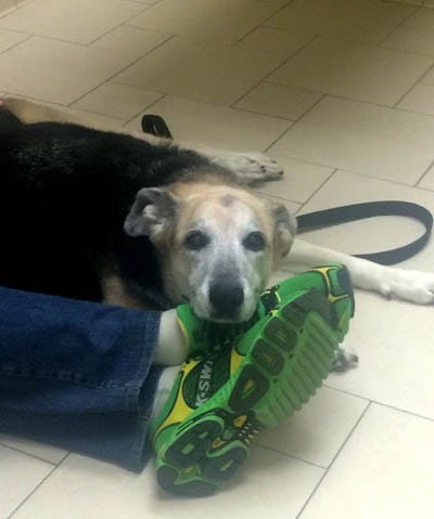 how to cope with the loss of a pet