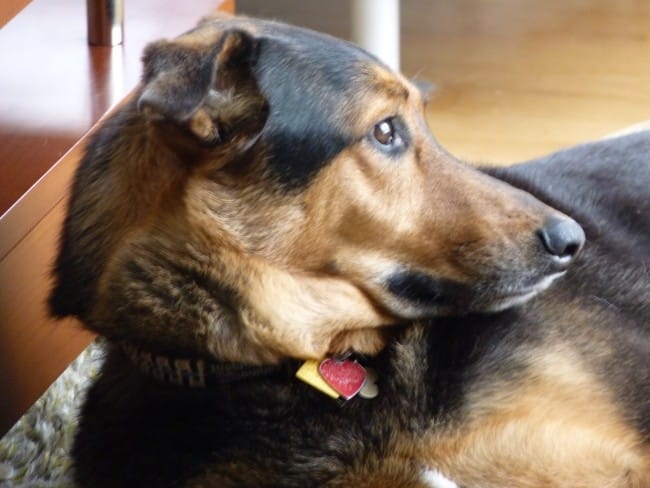 making tough decisions about our pets