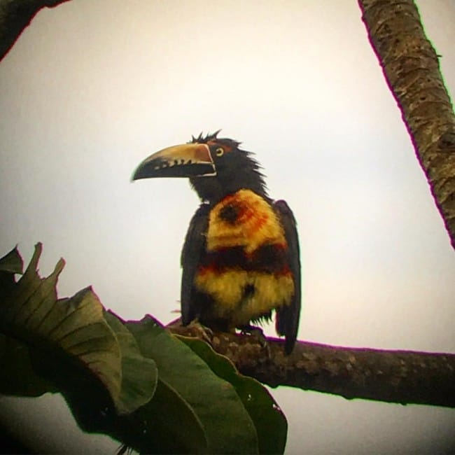 a toucan in belize