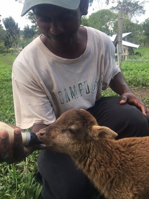 sustainable farming in belize