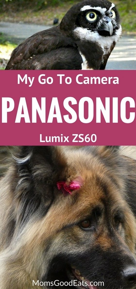 Why the Panasonic Lumix ZS60 is My Go To Camera