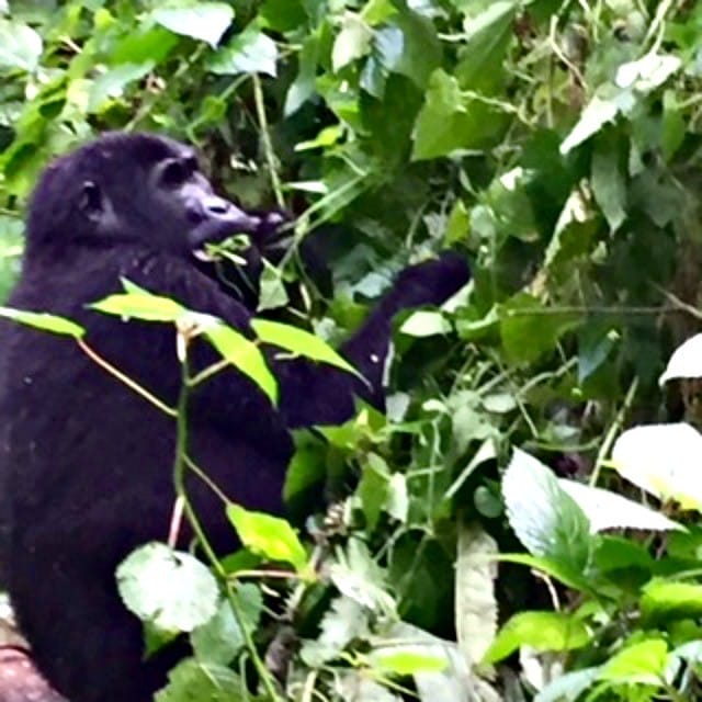 does eco tourism do more harm than good