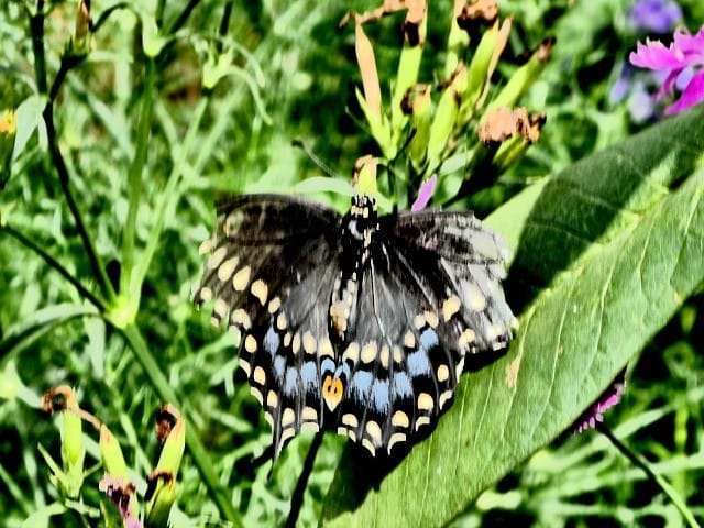 panasonic lumix zs60 - why it beats my smartphone