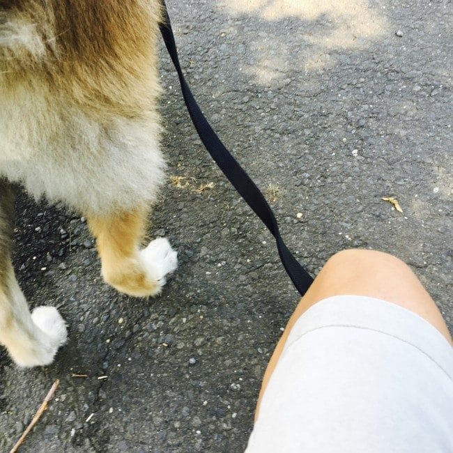 how do get in a quick workout walking your dog