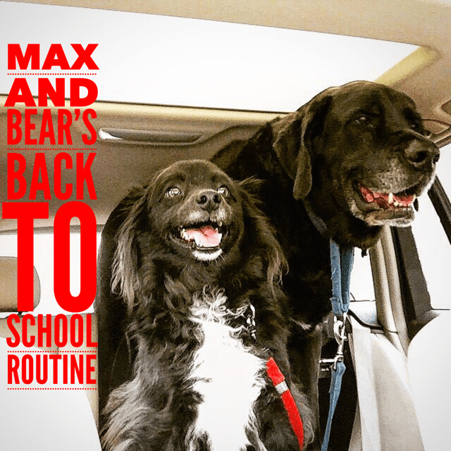 are Milk-Bone vitamins good for dogs