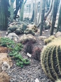 what to do at the new york botanical garden's holiday train show