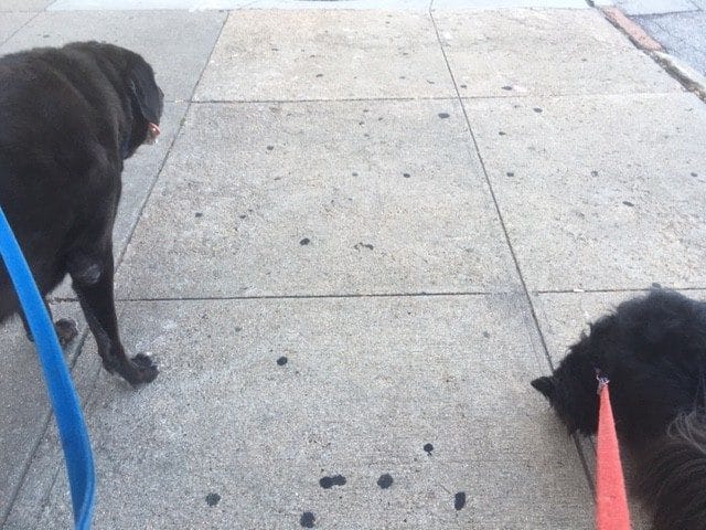 do Milk-Bone vitamins help a dog's coat