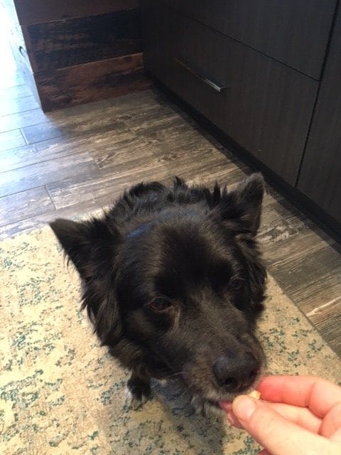 are Milk-Bone vitamins good for a dog's coat