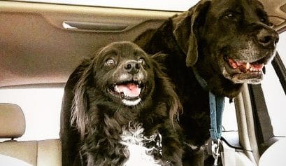 max and bear headed to school after having their milk-bone vitamins