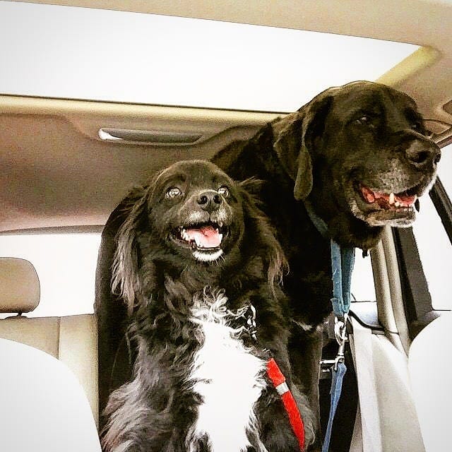 max and bear headed to school after having their milk-bone vitamins