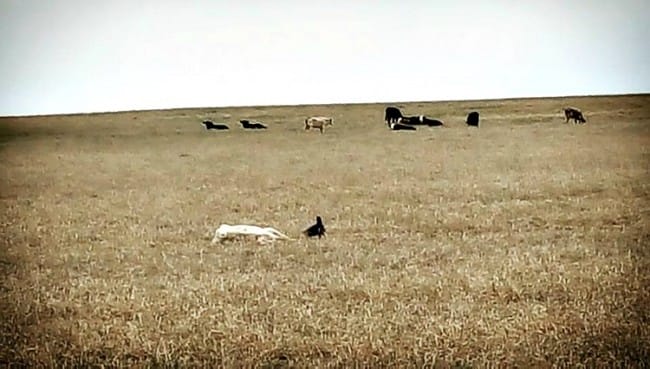 what have the farm fires done to the heartland