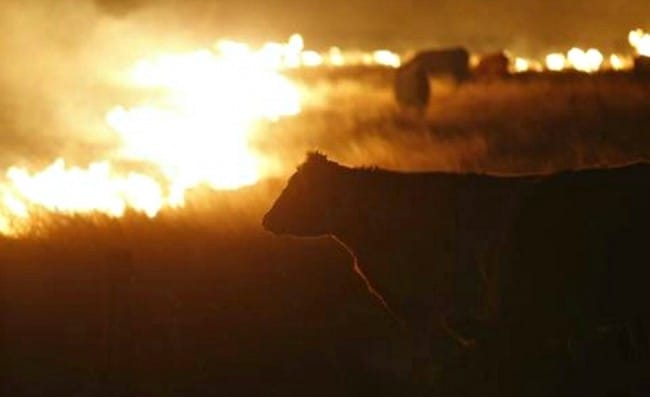 farm fires blazing across heartland and affecting cattle