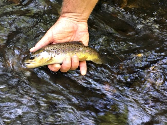 is fly fishing one of the activities at Primland Resort