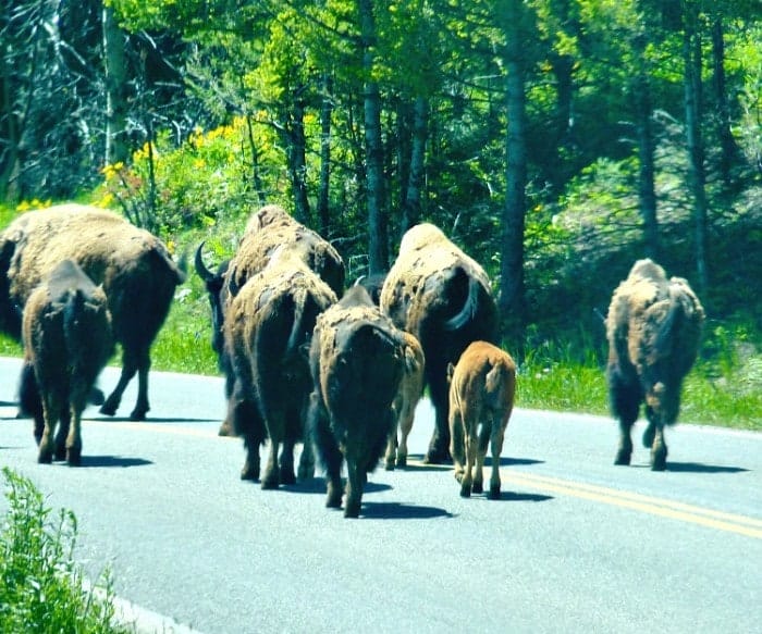 yellowstone national parks off virtual tours for shelter-in-place