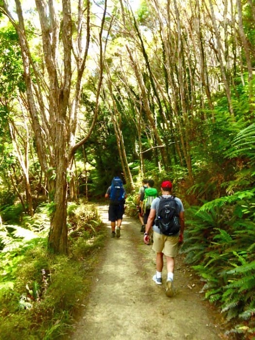 south island new zealand attractions like queen charlotte track