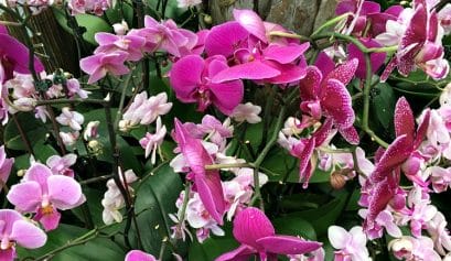 are there gorgeous flowers at the new york botanical gardens