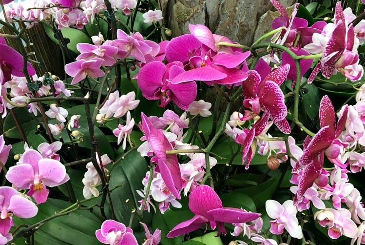 are there gorgeous flowers at the new york botanical gardens