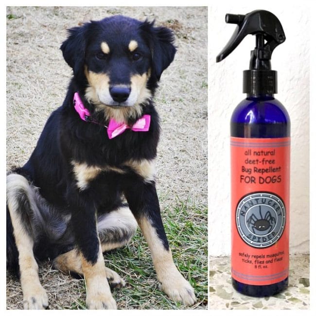 what are some fabulous finds for pets like nantucket spider bug spray for dogs