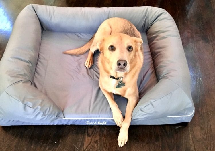 what are some products for pets like a treat a dog bed