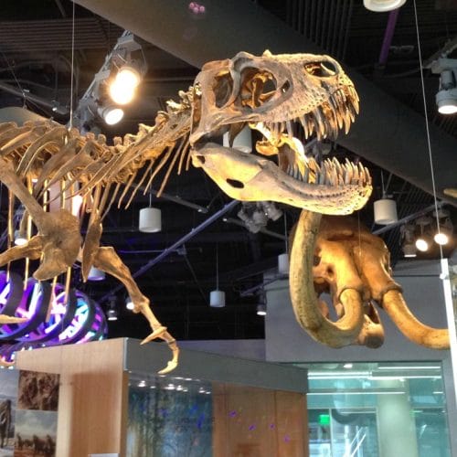what are some fun things to do in Raleigh like the Museum of Natural Sciences