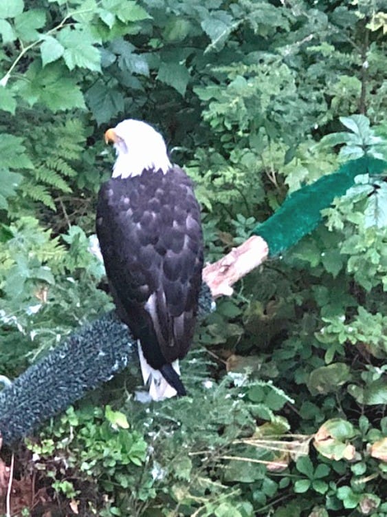 is the alaska raptor center one of the fabulous finds in sitka alaska