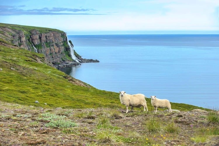 do the icelandic lambs roam free