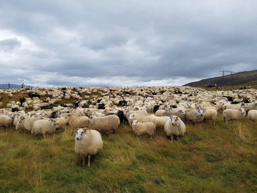 icelandic lambs roaming free