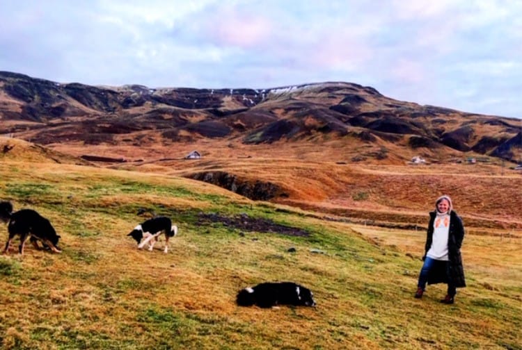 icelandic sheep on the mountain free range
