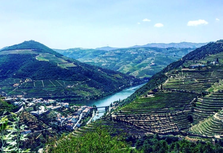 portugal vineyards