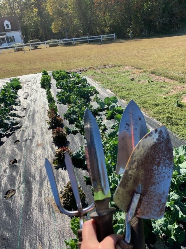 what are the best garden tools to use? Check out my garden basics!