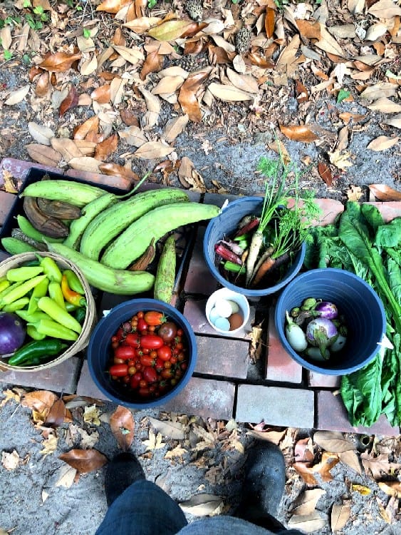 veggies from the garden