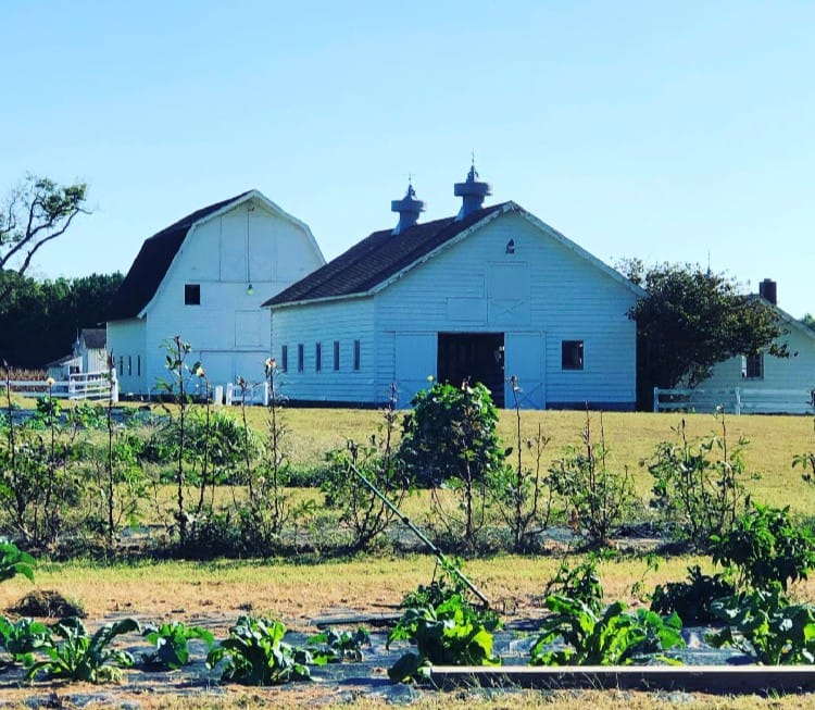 How to Homestead and Make Money fabulous finds for the garden