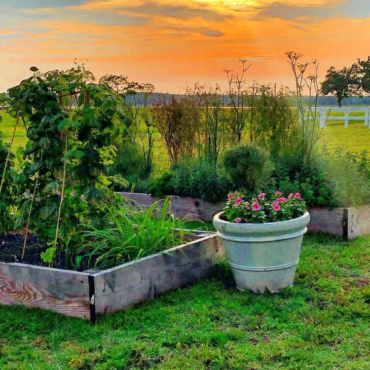 sunset on the farm with the garden