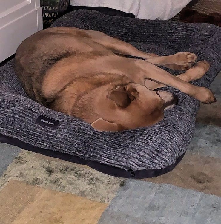 west paw dog bed is a fabulous find for everyday use
