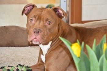 foster pets while you shelter-in-place