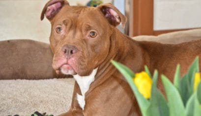 foster pets while you shelter-in-place