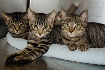 help animals while you shelter-in-place when you foster pets