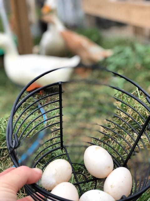 gathering duck eggs