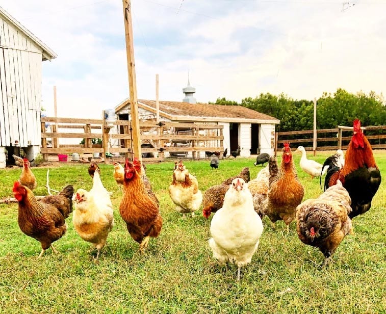 foul on sugar manor farm