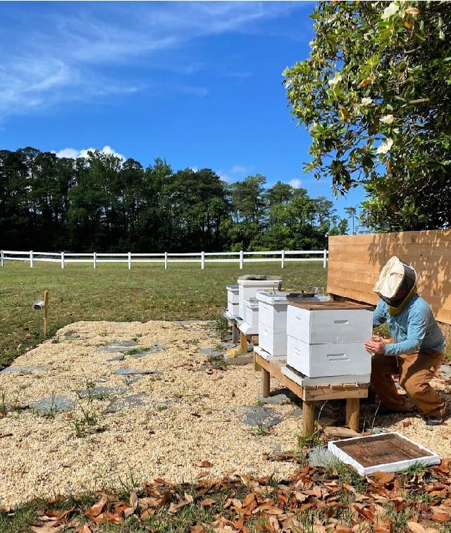 bee hives at Sugar Water Manor 