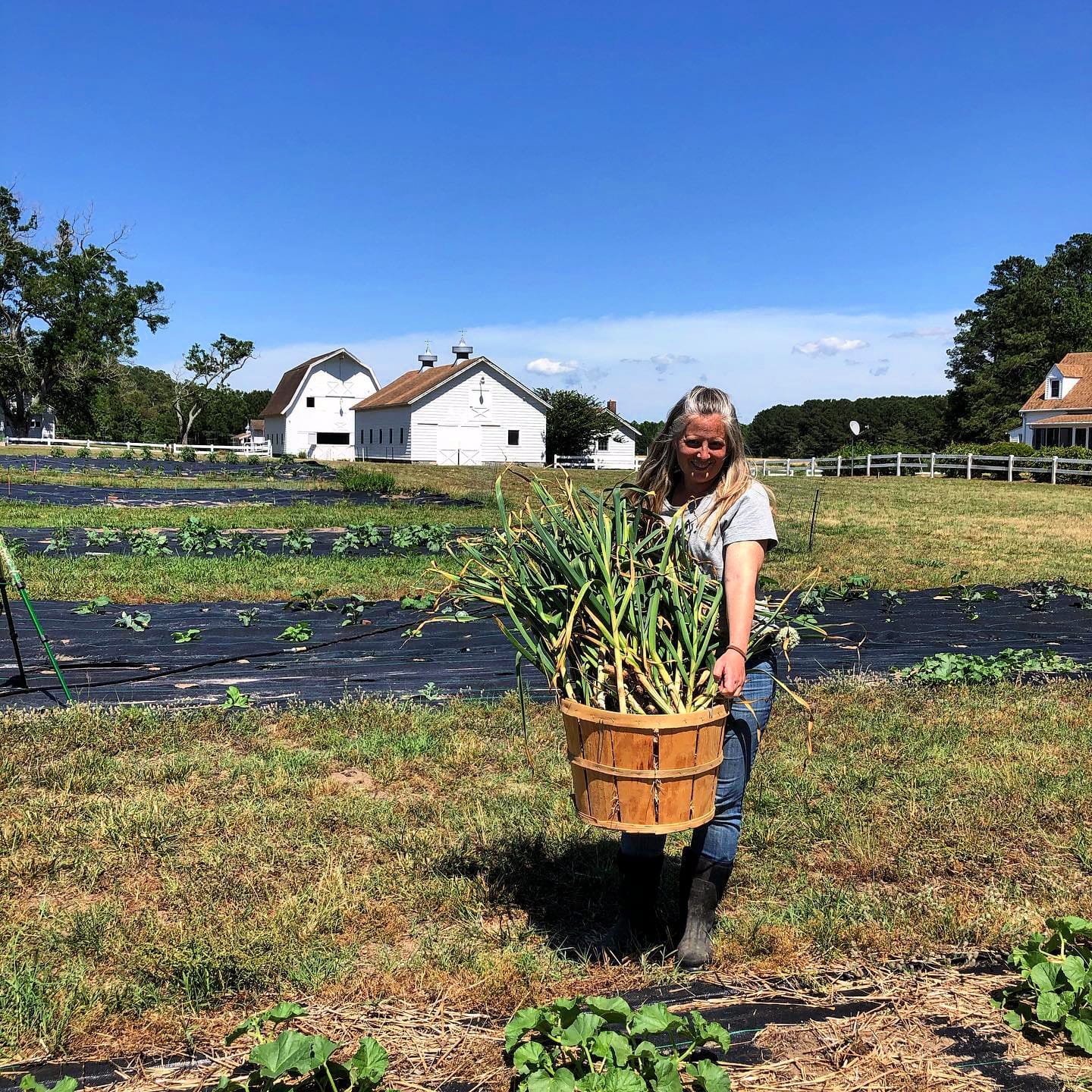 picking garlic on sugar water manor as life on a farm