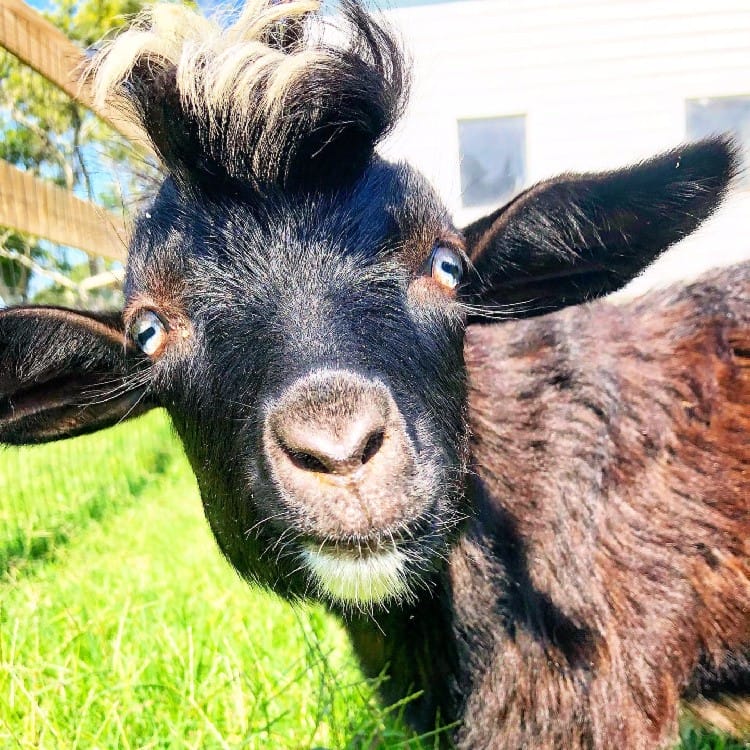 Willie the fainting goat at Sugar Water Manor